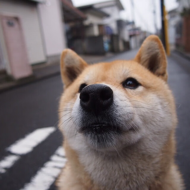 塞内加尔马术协会推出马匹健康管理系统,提升马匹福利。,马赛里尔